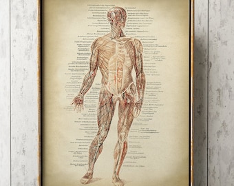 Stampa anatomica: poster dei muscoli del corpo umano, arte medica