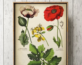 Botanical Poster, Flower Print, Medicinal Plants and Flowers Print, Botanical Chart, Red Poppy Print, Poppy Poster, Poppy Art, Opiate Plant