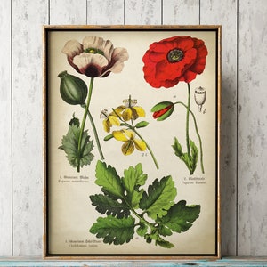 Botanical Poster, Flower Print, Medicinal Plants and Flowers Print, Botanical Chart, Red Poppy Print, Poppy Poster, Poppy Art, Opiate Plant