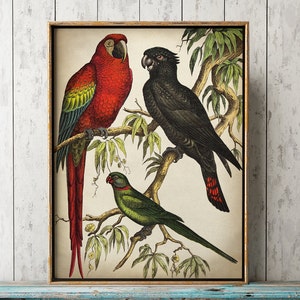 Tropical Parrots Poster, Exotic Bird Print, Cockatoo Print, Parakeet Print, Tropical Birds Print, Colorful Birds, Fast Track Shipping