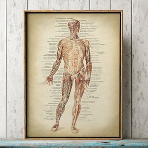 ANATOMY PRINT, Anatomy Poster, Muscles Print, Human Body Poster, Medical Print, Anatomical Drawing, Human Anatomy, Anatomy Chart, Men Body