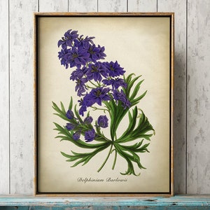 Paarse Delphinium BOTANISCHE Poster, bloemenprint, botanische print op crèmekleurige achtergrond, bloemenposter, tuinplant kunst aan de muur,