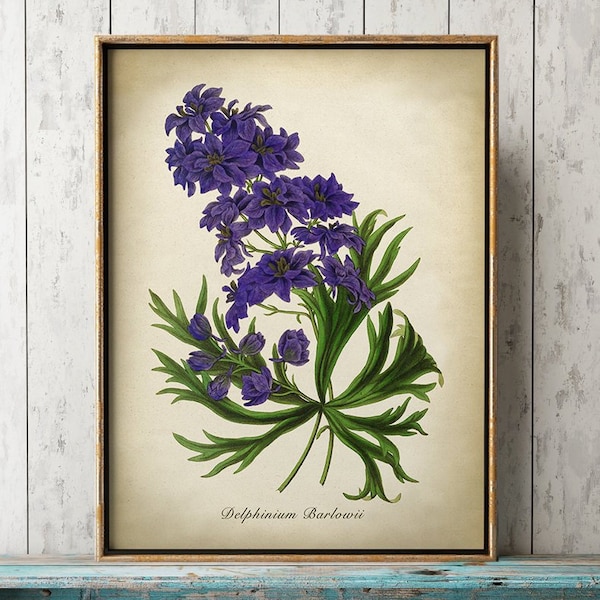 Purple Delphinium BOTANICAL Poster,  Flower Print, Botanical Print on Cream Aged Background, Flower Poster, Garden Plant Wall Art,