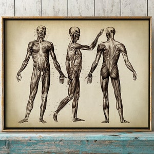 Anatomie Druck, Anatomie Poster, Muskulatur Druck, Skelett Poster, medizinischer Druck, Anatomische Zeichnung, Anatomie des Menschen,