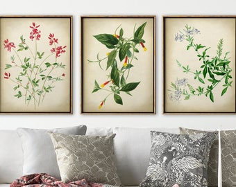 Vintage Botanical Print Set of 3: Delicate Flower Wall Art