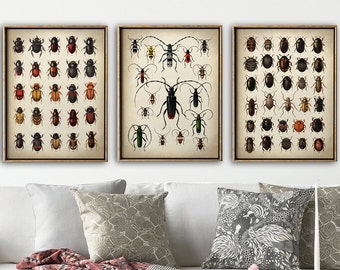 BEETLE INSECT PRINT set of 3 beetle posters, Insect print, beetle wall decor, scientific illustration, instant collection