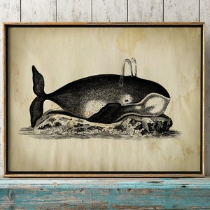 Aged WHALE Poster, Whale Print, Marine Decor, Nautical Art, Seal Life, Marine Life Print, Beach Home, Coastal theme, unframed wall art image 1