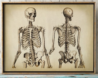Human Skeleton Anatomy Print: Medical Giclée Poster