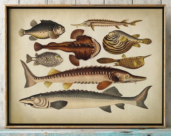 Fish print, fishes chart, fish poster, marine decor, beach home wall decor, marine creatures Fast Track Shipping