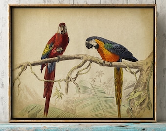 Bunter Ara Papagei Druck: Exotischer Vogel Wandbild