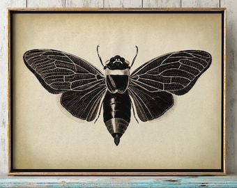 Impresión de insectos, cartel de insectos, impresión de polilla, cartel de polilla, mariposa, cartel de mosca, arte de pared de insectos, sepia envejecida en blanco y negro