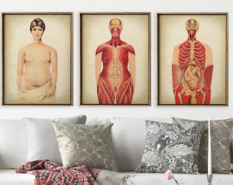 PREGNANT WOMAN Anatomy Print SET of 3, Mom Anatomical Poster, Fetus Medical Print, Pregnancy Doctor Anatomy Chart, Antique Anatomy