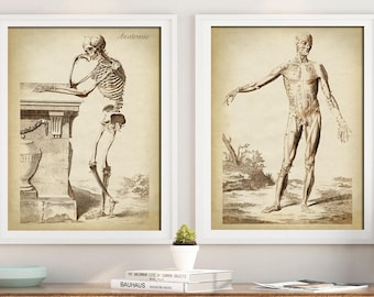 SET di stampe anatomiche: scheletro umano antico, illustrazione medica