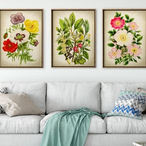 BOTANISCHE Print SET van 3, Blauwmaanzaad, Rozen, Wilde Bloemen Print, Botanische Poster, Botanische Illustratie, Vintage Botanische Kunst,