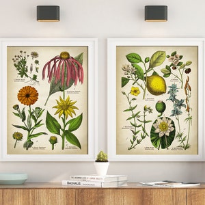 Botanische print SET van 2, medicinale plant poster, bloemenprint, antieke botanische posters, Calendula, echinacea, geneeskrachtige kruiden