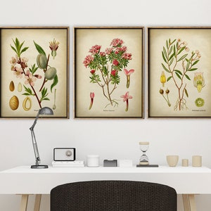 Botanische printset van 3, Botanische set, Bloemenprintset van bergplanten, amandelboom, alpenbloemen, botanische wanddecoratie
