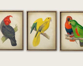 PARROT Print SET of 3, Colorful Birds Poster Set, Exotic Jungle Birds, Wall Decor, Room Decor, Parrot Wall Art, Parrot Art
