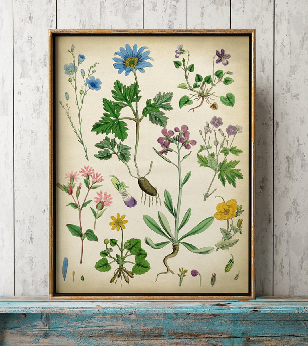 Botanical Poster of Wild Flowers Botanical Print Botanical - Etsy