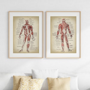 Anatomy Print SET of 2, Anatomical Poster, Muscular System Chart, Medical Print, Anatomy Chart, Antique Anatomy Fast Track Shipping image 4