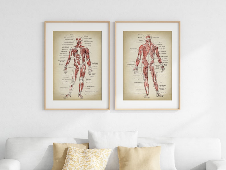 Anatomy Print SET of 2, Anatomical Poster, Muscular System Chart, Medical Print, Anatomy Chart, Antique Anatomy Fast Track Shipping image 4