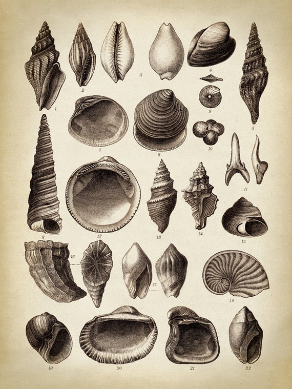 Sea Shell Chart