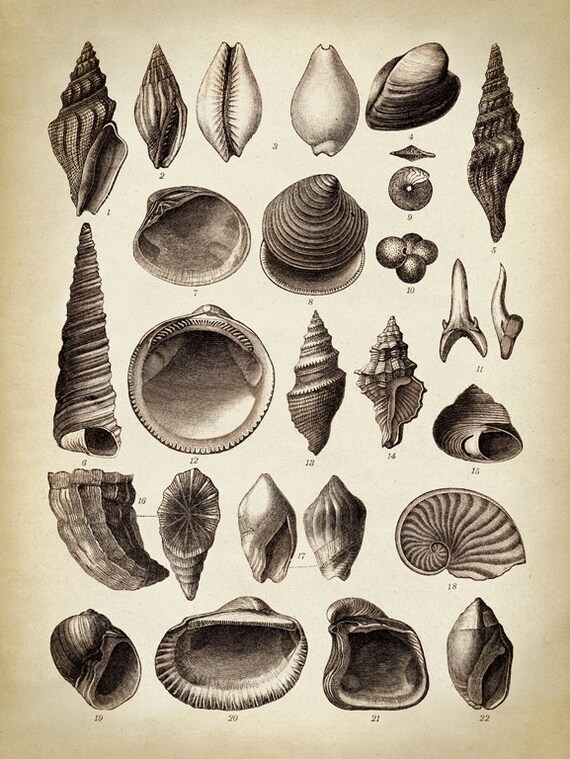 Sea Shell Chart