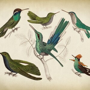 HUMMINGBIRD Bird Print, Hummingbird print, humming bird species illustration, hummingbirds chart, bird print, bird poster. image 2