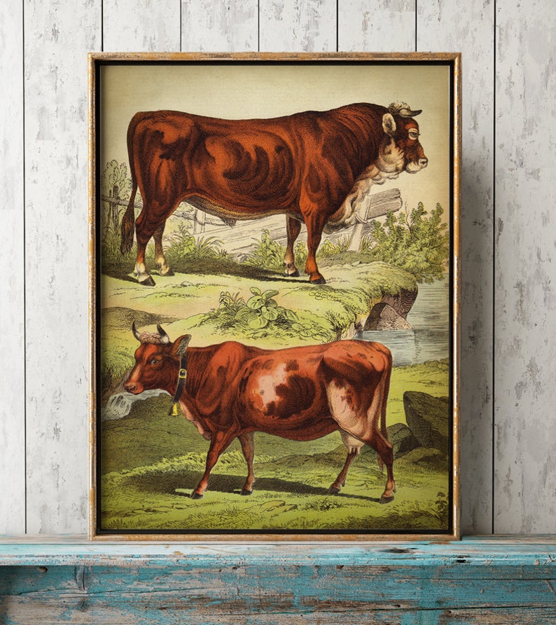 Cartel con estampado de vaca y toro, animal doméstico, animal de granja, decoración rústica, arte de vaca, arte de toro, estampado de vaca, campo, cabaña, imagen 1