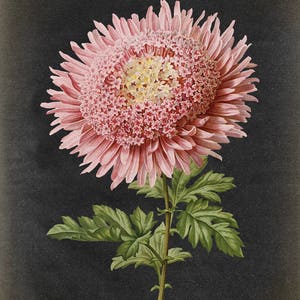 Botanical Poster, Pink Chrysanthemum Flower Print, vintage aesthetic, Black Background, Flower Poster, Kitchen decor Art Fast Track Shipping image 5