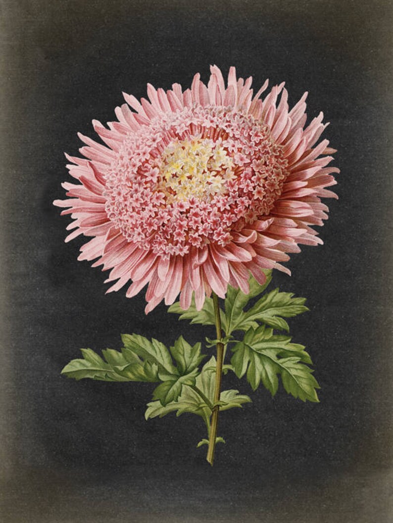 Botanical Poster Pink Chrysanthemum Flowers Print Botanical | Etsy