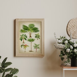 Puede incluir: Una ilustraci&oacute;n bot&aacute;nica enmarcada de varias palmeras, incluyendo una palmera alta con una amplia copa, una palmera m&aacute;s peque&ntilde;a con un solo tronco y una palmera con m&uacute;ltiples troncos. La ilustraci&oacute;n est&aacute; sobre un fondo de color crema con el texto "Palm Trees" en la parte superior.