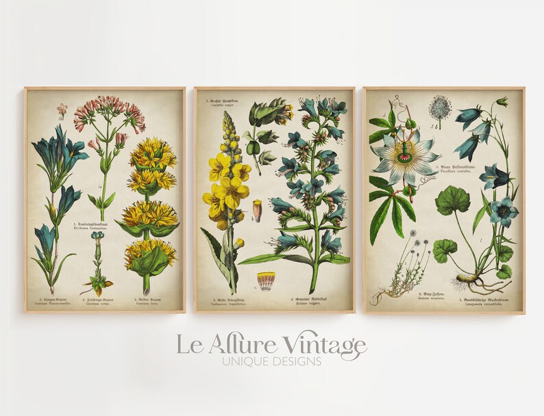 Medicinal Plant Botanical Print Set: Vintage Flower Wall Decor - Etsy
