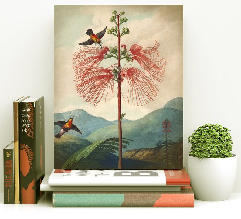 May include: A vintage botanical illustration of a red flowering plant with two hummingbirds perched on the branches. The background features a lush green landscape with mountains in the distance.