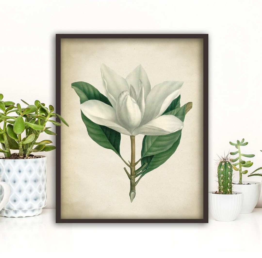 White Magnolia Print: Vintage Botanical Illustration, Flower Wall Art ...