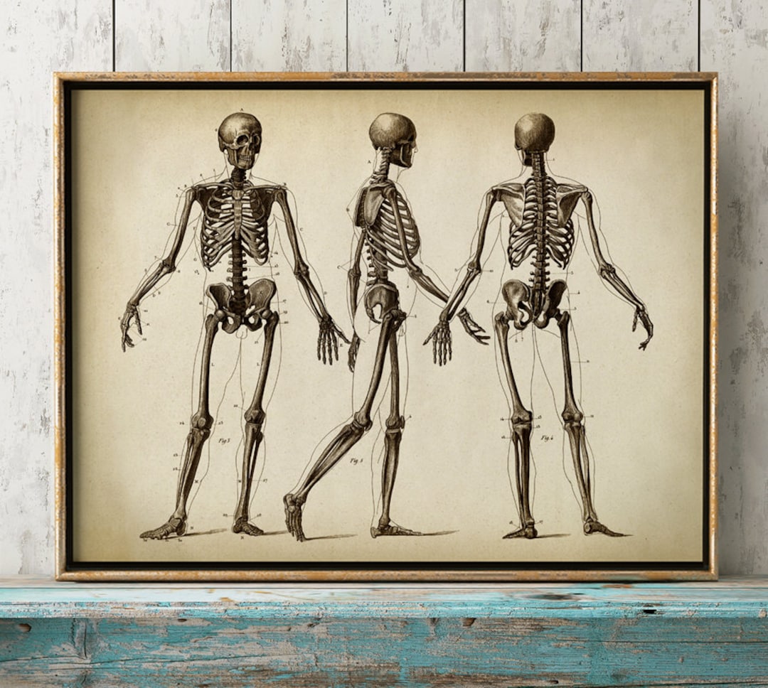 Anatomy Print: Human Skeleton Poster, Medical Anatomical Drawing - Etsy