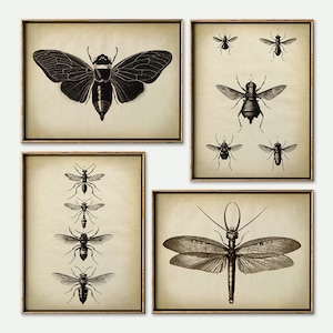 INSECT PRINT SET of 4 Insect Prints, insect poster, bee, wasp, moth, butterfly, fly print, antique entomology posters Fast Track Shipping