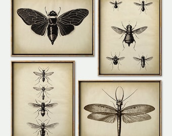 INSECT PRINT SET of 4 Insect Prints, insect poster, bee, wasp, moth, butterfly, fly print, antique entomology posters Fast Track Shipping