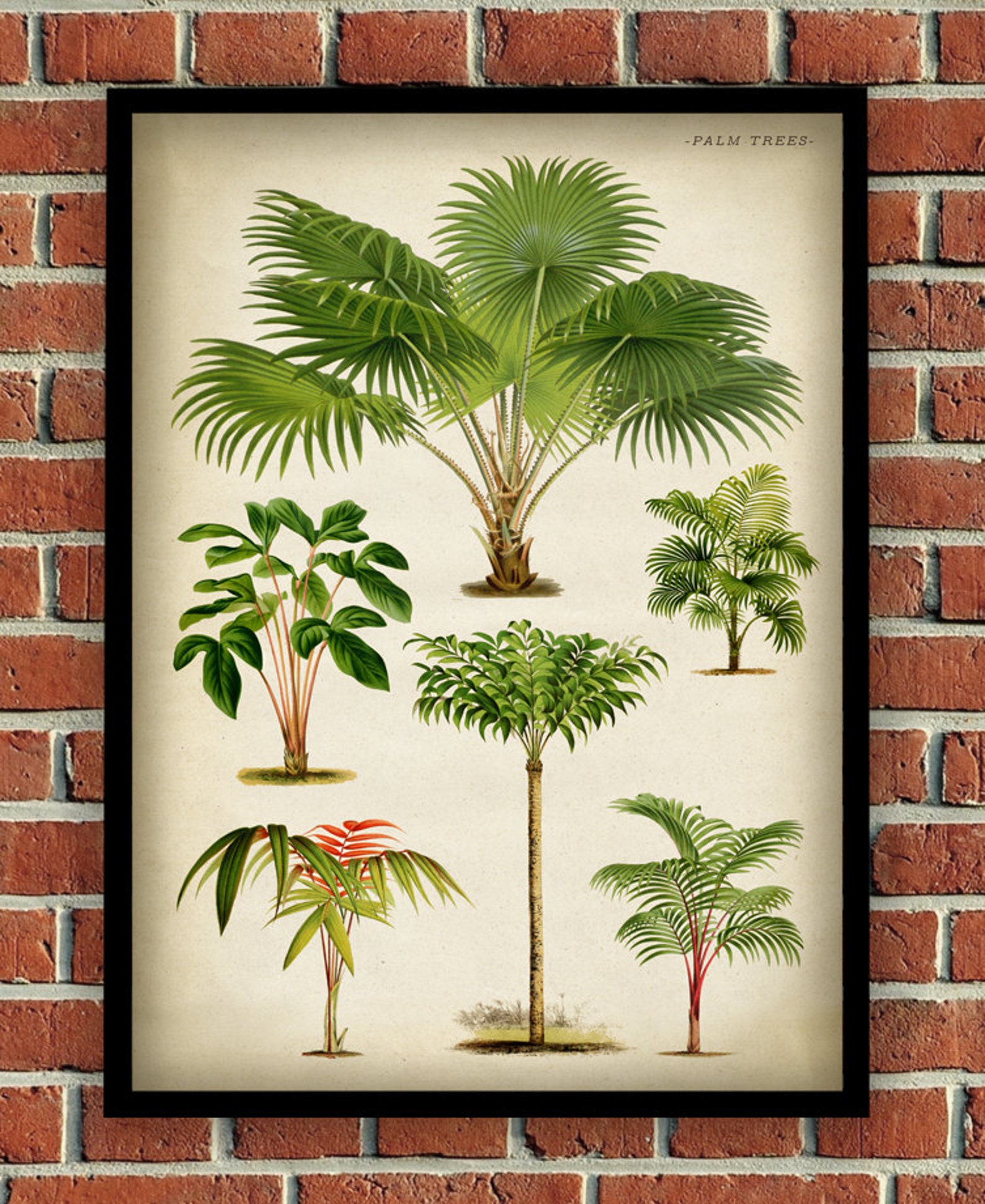 Palm Print Palm Tree Poster Palm Chart Study Poster Palm Etsy
