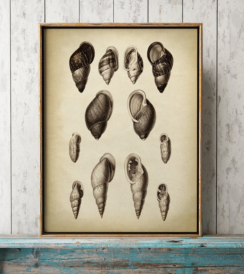 Sea Shell Chart