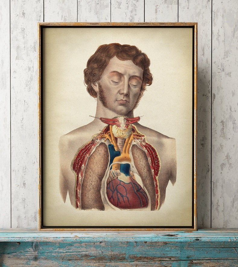 Torso Anatomy Print, Vintage Anatomy Poster, Old Victorian Man With ...
