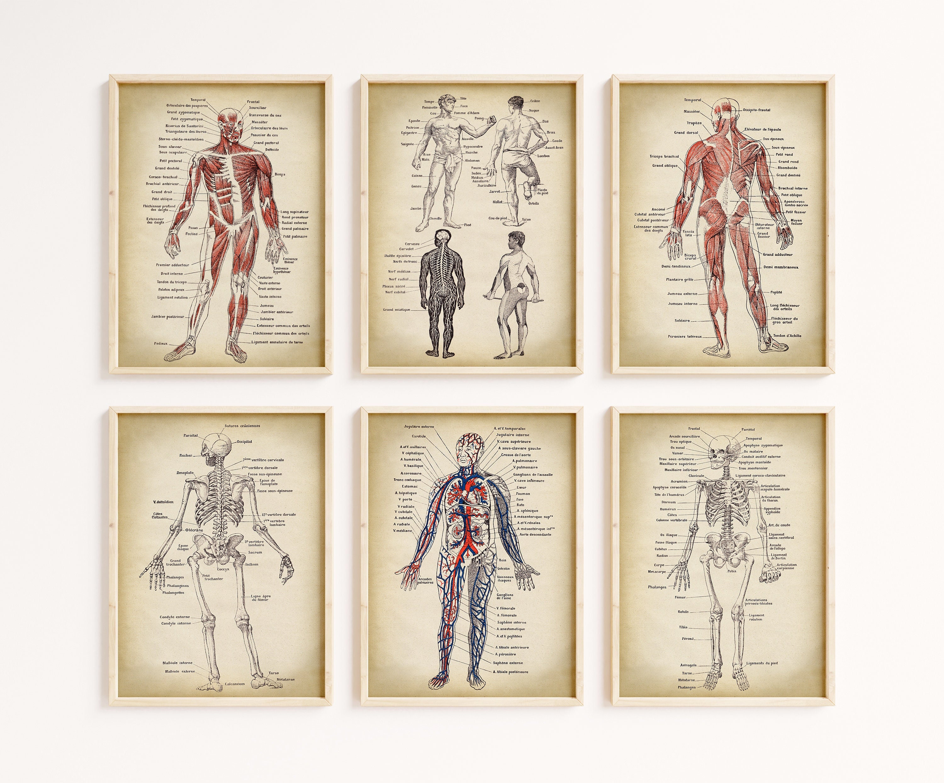 French Anatomy Human - Skeleton, Print Body, Text Art ANATOMY Etsy 6 Wall of Vintage Gallery Art, Wall, Set Medical, Prints, Poster Anatomical