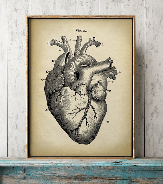 Heart Anatomy Print Heart Print Anatomical Drawing Anatomy Etsy
