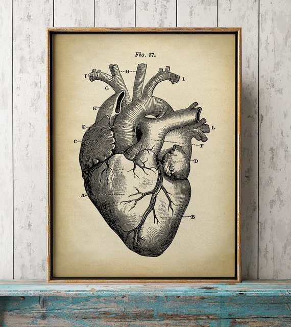 Heart Anatomy Print Heart Print Anatomical Drawing Anatomy Etsy