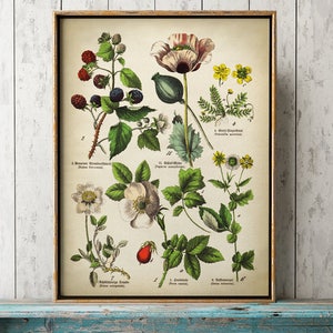 May include: Vintage botanical print in a gold frame, showcasing detailed illustrations of various plants and flowers. The artwork displays a collection of colourful flora, including blackberries, poppies, and roses, with scientific labels, in a classic style.