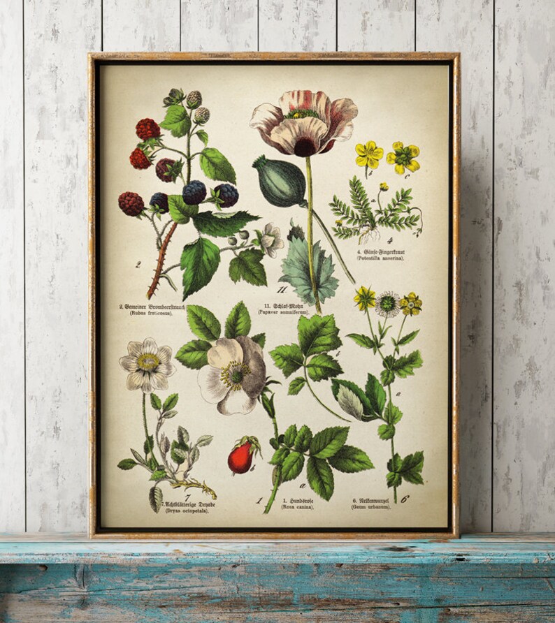 May include: Vintage botanical print in a gold frame, showcasing detailed illustrations of various plants and flowers. The artwork displays a collection of colourful flora, including blackberries, poppies, and roses, with scientific labels, in a classic style.