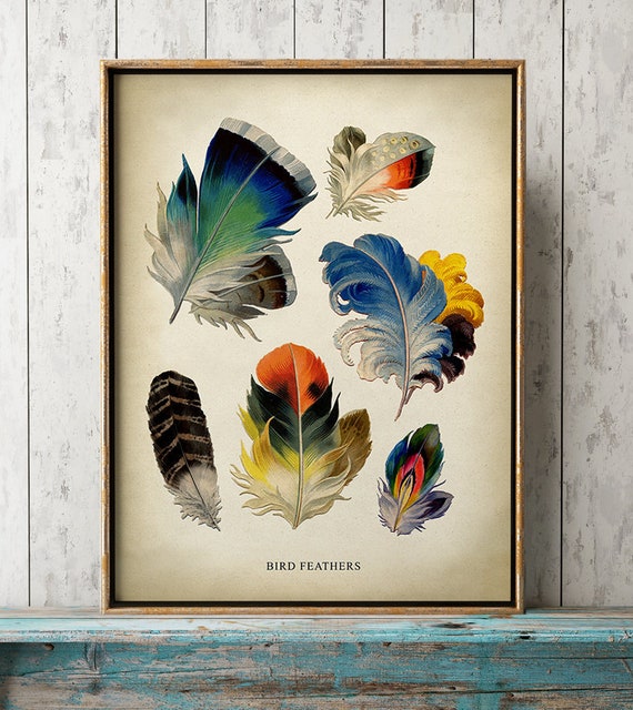 BIRD FEATHERS Print, Colorful feathers Poster, Feather Print, Farm Animals  Illustration, Fowl Art, Bird Art, Plumage Rustic Decor