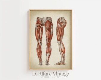 Leg Anatomy Art Print: Scientific Medical Poster