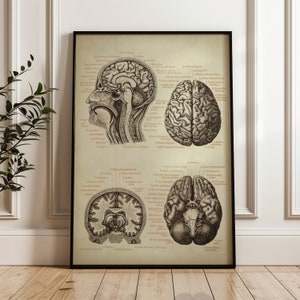 Hersenanatomie POSTER, hersengrafiek, wetenschappelijke illustratie, anatomische tekening, anatomieprint, medische kunst, anatomische kunst Fast Track Shipping