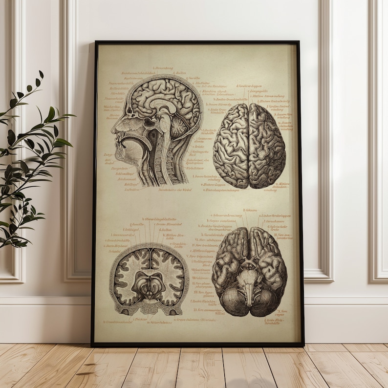 Anatomy brain chart vintage aesthetic poster