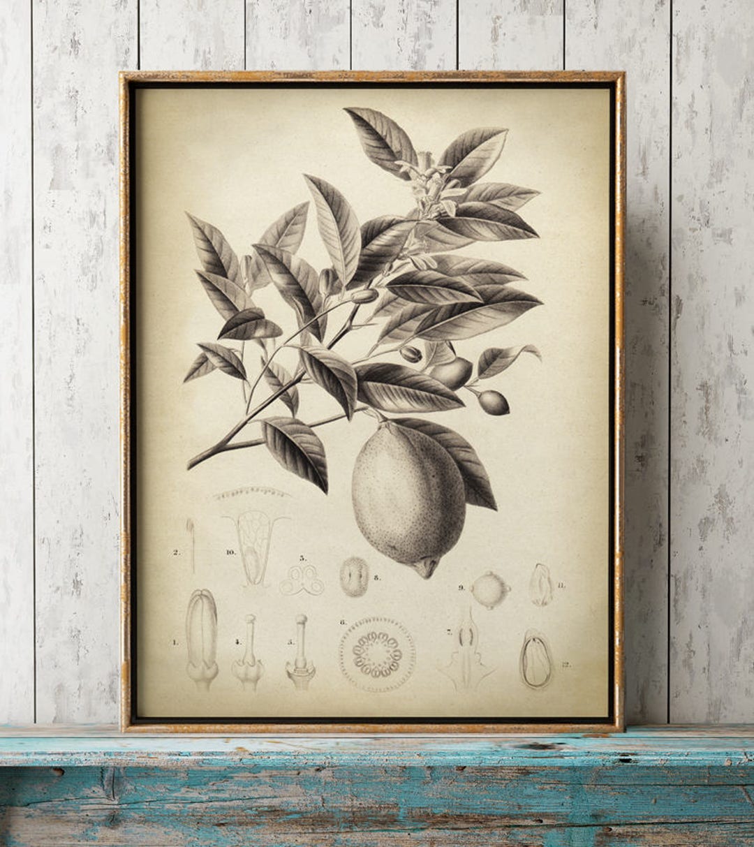 Lemon Tree Botanical Print: Vintage Fruit Poster - Etsy